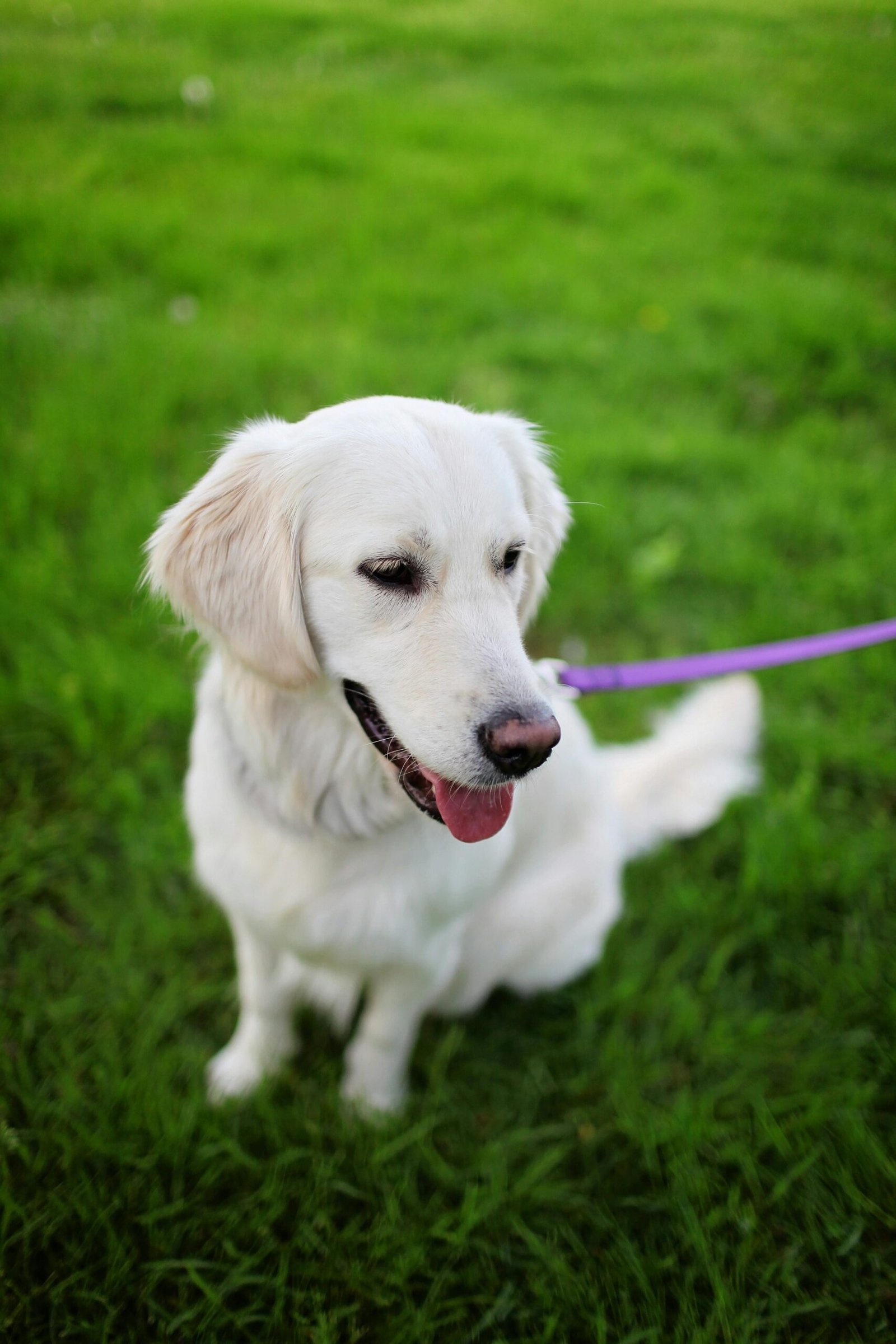 Charming Golden Retriever with purple leash sitting on lush grass, showcasing its friendly nature.